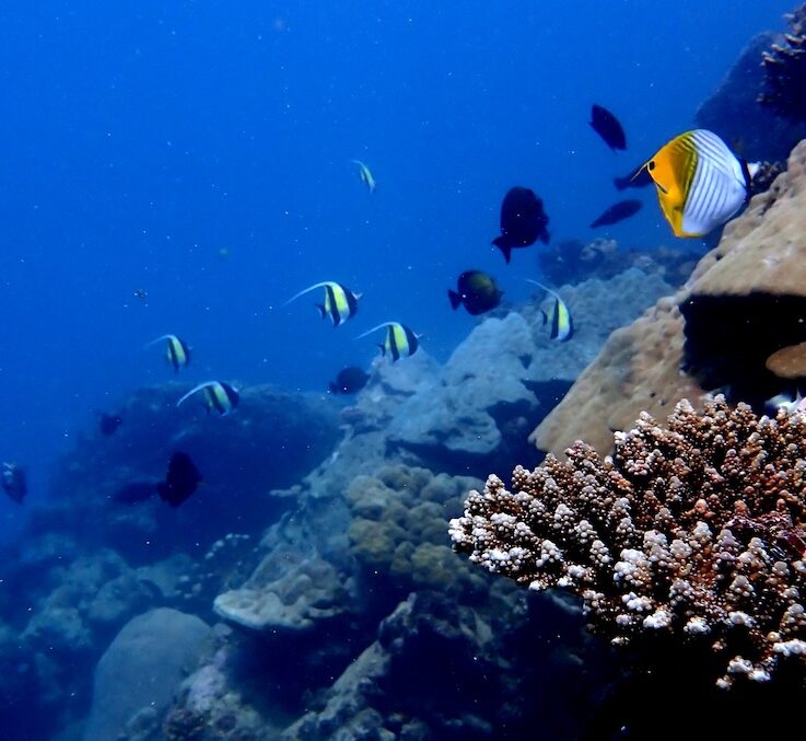Reef Fish-corals